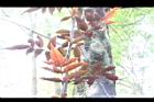 紅狹葉懸鉤子-葉背12.JPG