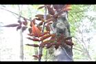 紅狹葉懸鉤子-葉背13.JPG