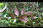 紅狹葉懸鉤子-葉背4.jpg