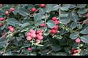 紅珠子-實10.JPG