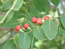 紅珠子-實16.JPG