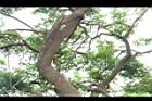 紅仔珠-莖01.JPG