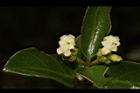 紅珠藤-花08.JPG