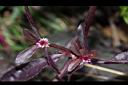 紅田烏-花00.JPG