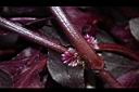 紅田烏-花01.JPG
