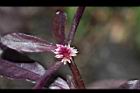 紅田烏-花08.JPG