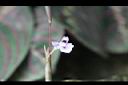 紅脈豹紋竹芋-花.jpg