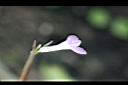 紅脈豹紋竹芋-花5.jpg