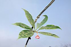 紅花八角-花06.JPG