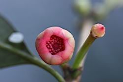 紅花八角-花18.jpg