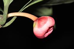 紅花八角-花23.JPG