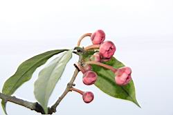 紅花八角-花序14.JPG