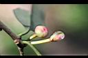 -紅花八角-花苞02.jpg