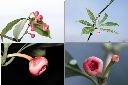 紅花八角-花.jpg