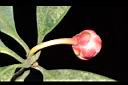 紅花八角-花21.JPG