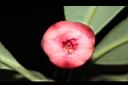 紅花八角-花27.JPG