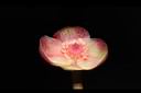 紅花八角-花33.JPG
