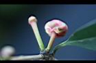 -紅花八角-花苞10.jpg