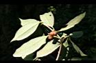 紅花八角-實01.jpg