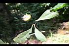 紅花八角-實02.jpg
