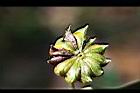 紅花八角-實04.jpg