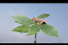 紅花八角-花03.JPG
