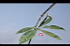 紅花八角-花04.JPG