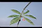 紅花八角-花05.JPG