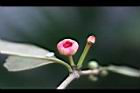 紅花八角-花17.jpg