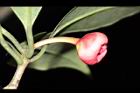 紅花八角-花19.JPG