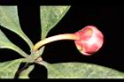 紅花八角-花20.JPG