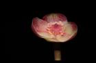 紅花八角-花28.JPG