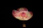 紅花八角-花29.JPG