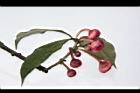 紅花八角-花序08.JPG