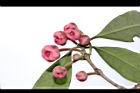 紅花八角-花序16.JPG