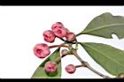紅花八角-花序17.JPG