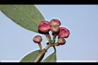 紅花八角-花序24.JPG