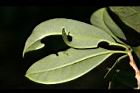 紅花八角-葉背00.jpg