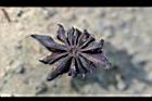 紅花八角-黑實02.jpg