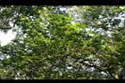 紅花八角09.jpg