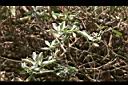 紅花玉芙蓉-枝0.jpg