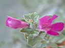 紅花玉芙蓉-花0.JPG