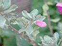 紅花玉芙蓉-花2.JPG