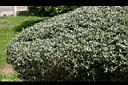 紅花玉芙蓉-葉1.jpg