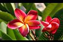 紅花緬梔-花0.jpg