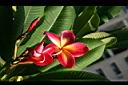 紅花緬梔-花5.jpg