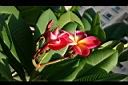 紅花緬梔-花7.jpg