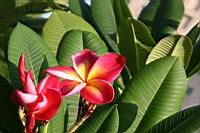 紅花緬梔-花4.jpg