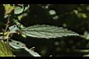 紅花繡線菊-葉正00.JPG