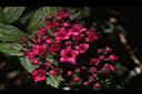 紅花繡線菊-花04.JPG